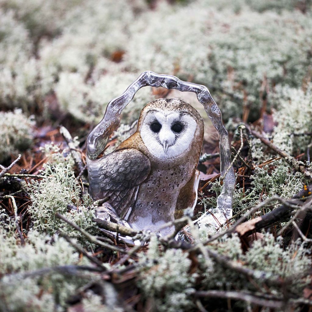 34200 Barn Owl Context 1024x1024