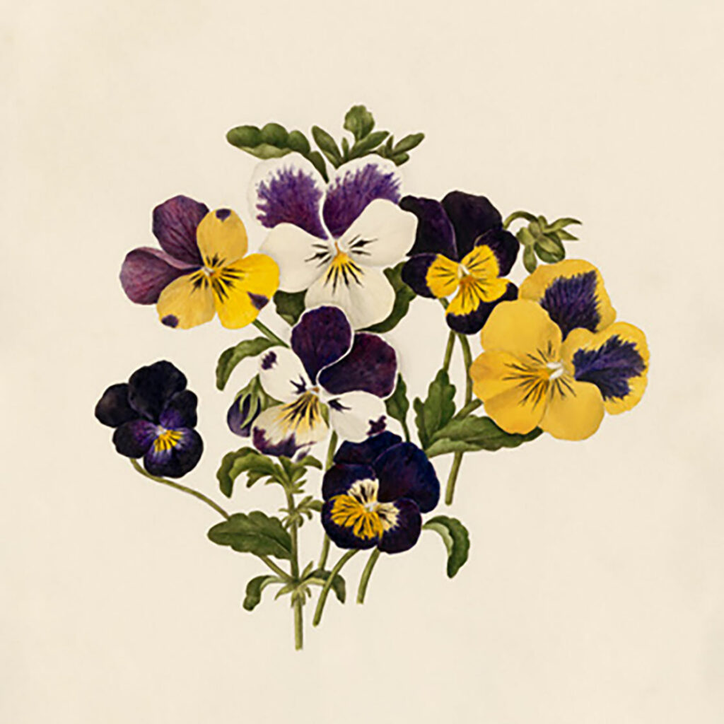 Viola Tricolour 1024x1024